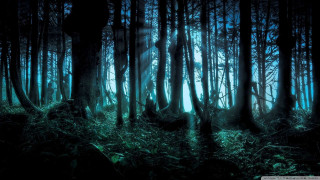 Forest trees grass night bright 3 - the middle of it free wallpaper