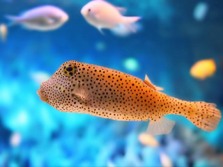 Fish swimming water rocks plants - aquirax uno free wallpaper for desktop
