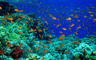 Fish coral reef ocean blue 17 - a large group of fish swimming over a coral reef in the ocean free wallpaper