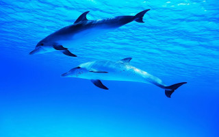 Dolphins swimming ocean sunlight underwater - sunlight free wallpaper