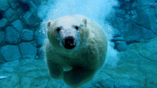 Polar bear swimming water rocks 2 - underwater free wallpaper