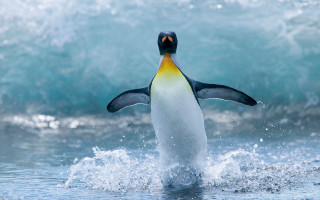 Penguin jumping water ocean waves - a penguin free wallpaper