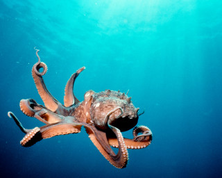 Octopus swimming ocean tentacles extended - octopus free wallpaper