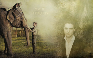 Man elephant cat picture standing - an elephant free wallpaper