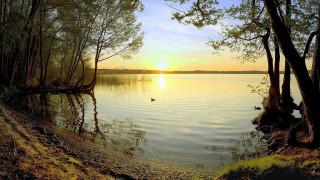 Lake duck trees sunset dawn - the water and trees free wallpaper