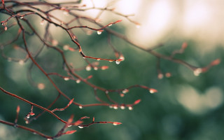 Branch water drops leaf blurry - fiona stephenson free wallpaper