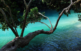 Tree water boat sunny blue - a boat in the background free wallpaper