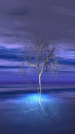 Lone tree reflection water nighttime - reflective free wallpaper