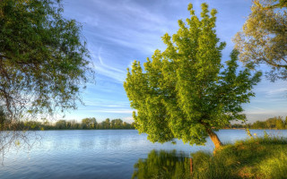 Tree water blue sky clouds - carpoforo tencalla free wallpaper