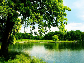 Lake surrounded trees grass blue - under free wallpaper