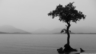 Tree lake mountains foggy bw - foggy free wallpaper