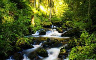 Lush forest stream waterfall nature 3 - a stream free wallpaper