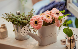 Watering can flowers table plant - a plant free wallpaper