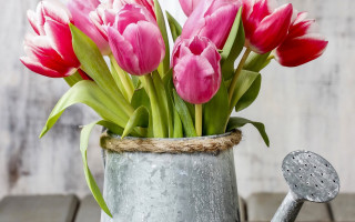 Wateringcan pinkflowers stilllife folkart flowers - a still life free wallpaper for desktop