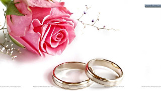 Wedding rings rose white background - a white background free wallpaper