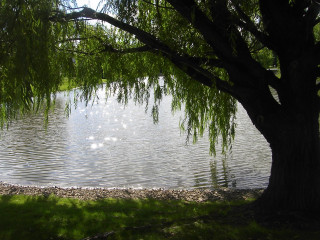 Tree water bird bench under - alexander brook free wallpaper