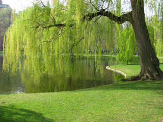 Tree water bench building foreground - a photo free wallpaper