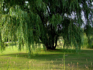 Large tree grassy field fence - a grassy field next free wallpaper