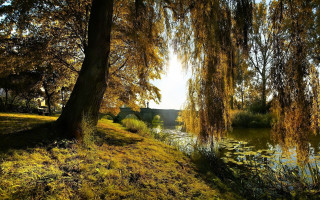 Tree yellow leaves water house - impressionist free wallpaper