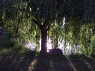 Tree water bench underneath background - underneath free wallpaper