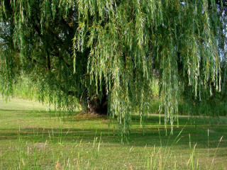 Bench under tree park grass 2 - grass and trees free wallpaper