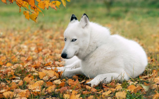 White dog leaves field yellow - ground free wallpaper