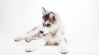 Husky dog lying white background - a husky dog free wallpaper