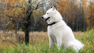 White dog grass field trees - a black collar free wallpaper