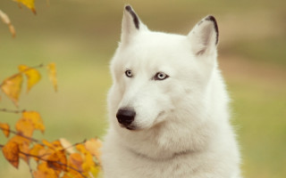 White dog blue eyes autumn - caspar wolf free wallpaper