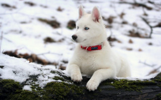 White dog blue eyes sitting - blue eye free wallpaper