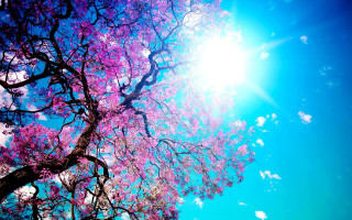 Tree purple flowers sun blue - sunny day free wallpaper