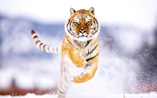 Tiger running snow wild paws 4 - wild free wallpaper