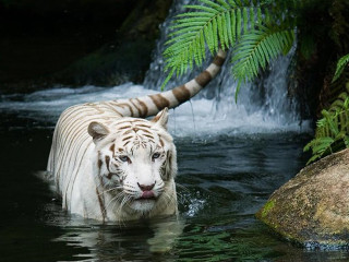 White tiger river waterfall fern 2 - a river next free wallpaper