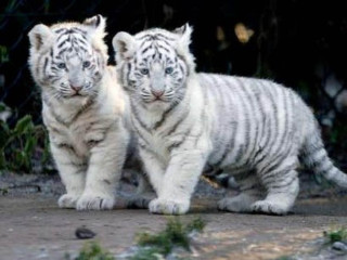 Two white tiger cubs walking - else alfelt free wallpaper