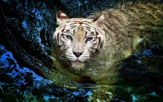 White tiger swimming water blue 2 - animal free wallpaper