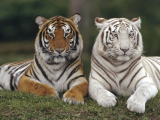 Two white tigers laying grass 2 - the grass together free wallpaper