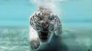 White tiger swimming water mouth - a white tiger free wallpaper