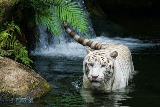 White tiger waterfall rock formation - near free wallpaper for desktop