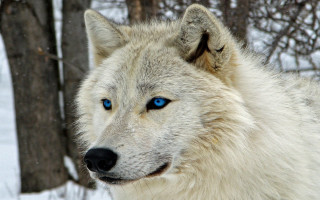 White wolf blue eyes snow - covered ground free wallpaper