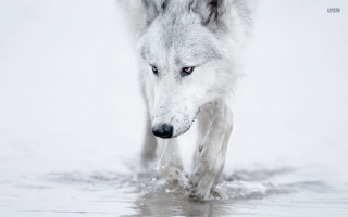 Wolf walking water snow droplets - a photo free wallpaper