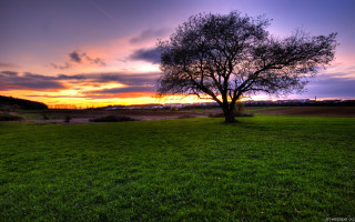Tree field sunset clouds sky 10 - a sunset in the background free wallpaper