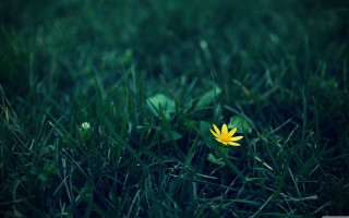 Yellow flower grass sunny day - single free wallpaper