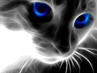 Black white cat blue eyes 3 - a blurry background of the image free wallpaper