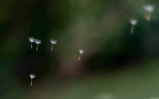 Dandelions blowing wind sunny day - dof free wallpaper