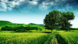 Plane green field cloudy sky 2 - overhead free wallpaper