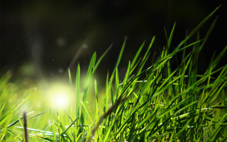 Grass closeup blurry background sunlight - environmental art free wallpaper for desktop
