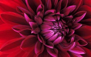 Red flower black white green - a black center free wallpaper
