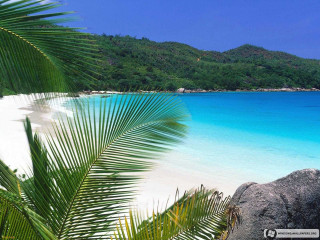 Beach palm tree blue ocean 7 - a blue ocean in the background free wallpaper