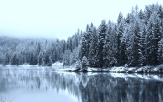 Lake trees snow foggy forest - covered ground free wallpaper