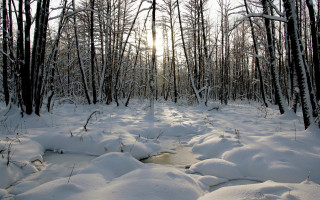 Snowy path forest stream trees - a forest free wallpaper